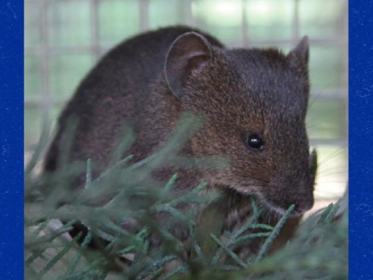 brush-furred mouse