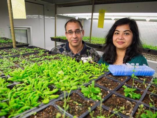 Pradeep (left) and Aarda Kachroo (right) are leading experts in plant pathology