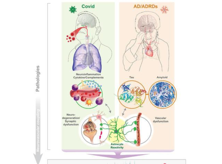 Alzheimer’s & Dementia: The Journal of the Alzheimer’s Associatio