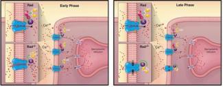 Rad modulates ICa,L independent of β-adrenergic