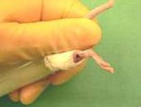 blood forming droplet on mouse leg