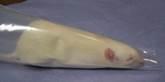 rat in restraint sleeve