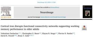 cortical_iron