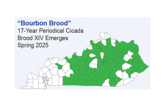 Bourbon Brood map
