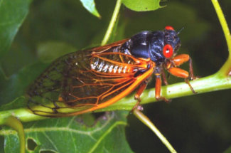 cicada
