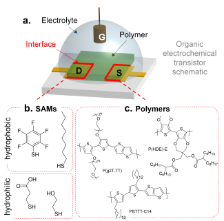An organic electrochemical transistor (OECT) schematic.