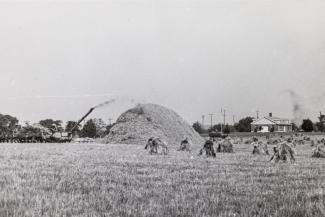In 1927, the Agricultural Substation in Princeton purchased a wheat threshing machine for its production and yield trial research. At this time, the wheat shocks were still cut and gathered by hand. 