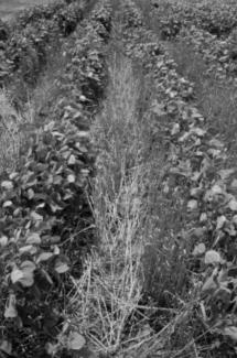 The practice of planting double-crop soybeans into wheat stubble