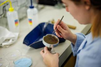 Seed samples are placed in a petri dish to test germination rates.