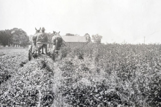 Mowing sweet clover with mules in 1927.