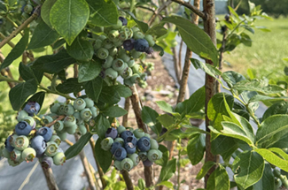 blueberries on a vine