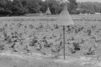 Old-fashioned pest traps spread throughout a field of crops
