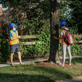 Two researchers in safety gear inspecting a tree
