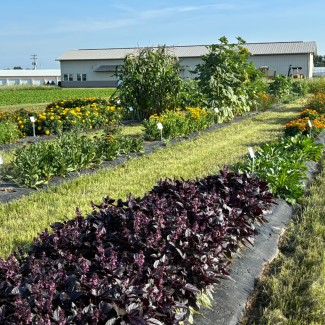plants in the dye garden