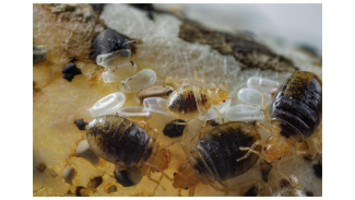 bed bugs