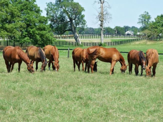 horses grazing in a field