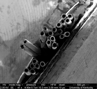 497A ox paraffin cut