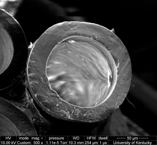 497A ox paraffin cut