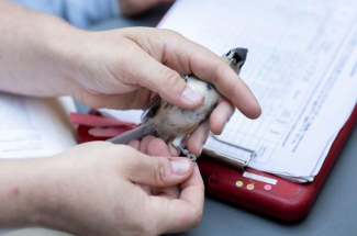 a bird being held and banded
