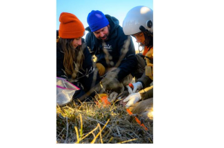 Members of the UK Martin-Gatton CAFE and KDFWR team study a deer during a helicopter capture