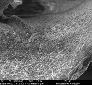 SEM demo image 008