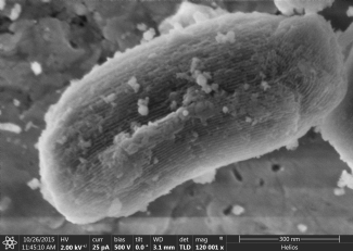 FEI training SBA Helios image