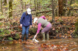 Two researchers collecting samples while standing in a creek in the woods