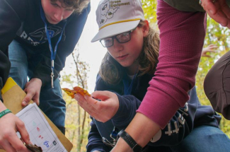 Students examining leaves