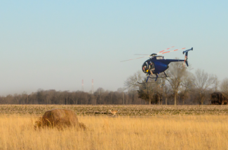 a helicopter flies low over a deer in a rural field