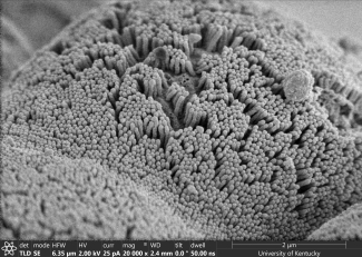 Helios image by Jung Lee