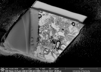 Martha Bickford helios image