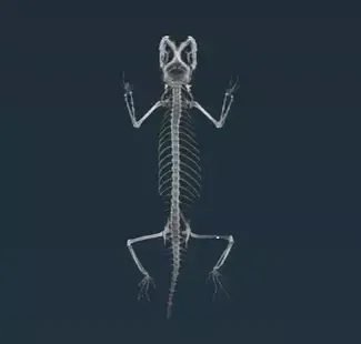 image of a lizard skeleton