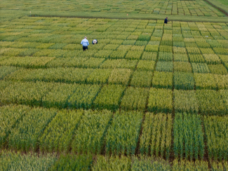 researchers in a wheat field