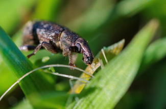 annual bluegrass weevil in grass