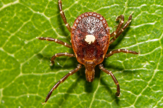 lone star tick