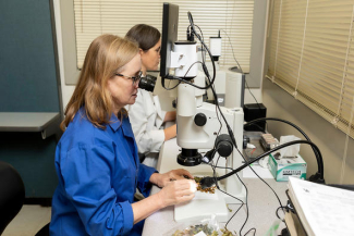 A laboratory researcher in a blue lab coat examines dried plant specimens under a microscope while another researcher works at a nearby workstation. Plant samples are arranged on the microscope stage and work surface.