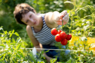 a student holds a bushel of tomatoes on a vine