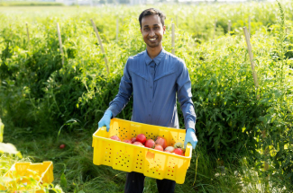 Manoj Sapkota holding a crate of tomatoes in a field