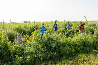 Five people are spaced across rows of a tomato field, each holding freshly harvested tomatoes while standing among tall, leafy plants supported by wooden stakes. One person in the foreground kneels and holds a cluster of cherry tomatoes, while four others
