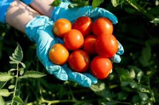 Close-up of two blue-gloved hands holding a collection of freshly harvested tomatoes in shades of red and orange. The tomatoes vary slightly in size and ripeness, with smooth, glossy skins reflecting sunlight. Green tomato foliage surrounds the hands