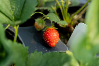 Close-up view of a ripe red strawberry growing among green strawberry leaves in a potted plant. A smaller unripe berry is visible nearby, with the fruit and foliage softly lit and the background blurred.
