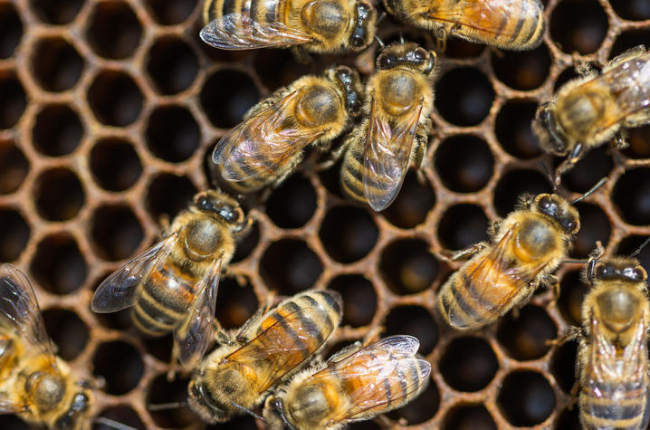 a closeup of honeybees on honeycomb