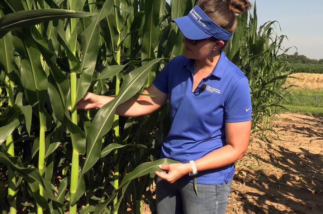 Kiersten Wise examines a corn stalk in a field
