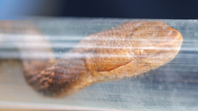 copperhead snake