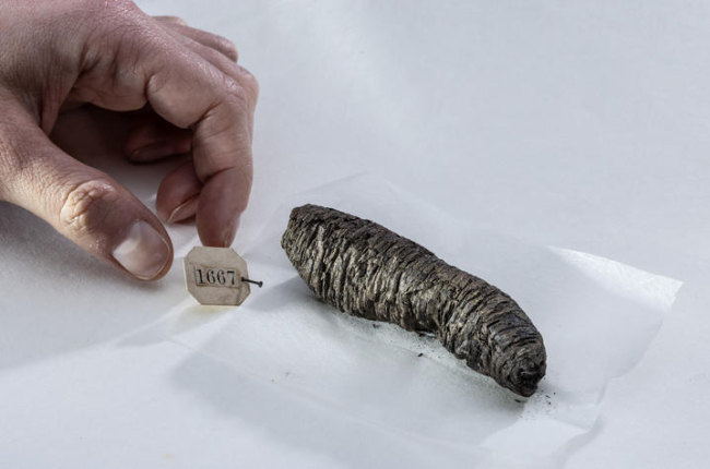 Herculaneum scroll 1667 on white background with person's hand next to it on the left.