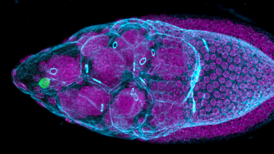 Fluorescence image of a fruit fly egg produced by laser scanning