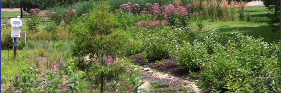 CATchment rain garden