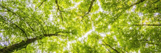 treetops
