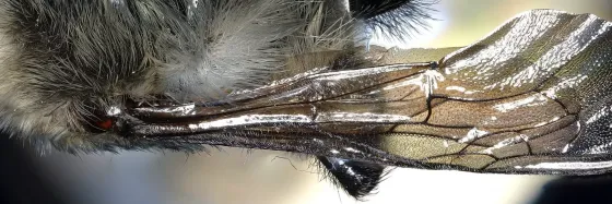 carpenter bee wing