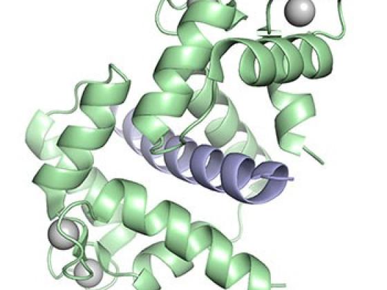 calmodulin_bound_peptide